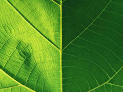 Coco25-hot - female with brown hair webcam at xLoveCam