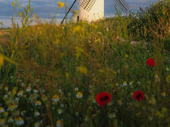 Coco25-hot - female with brown hair webcam at xLoveCam