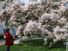 BusenwunderDolly from LiveJasmin