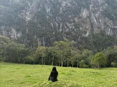 SophiePaytton - female with black hair and  small tits webcam at xLoveCam